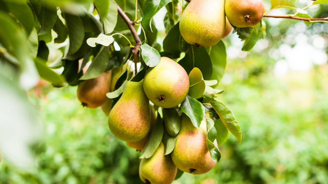 rijpe peren aan de tak