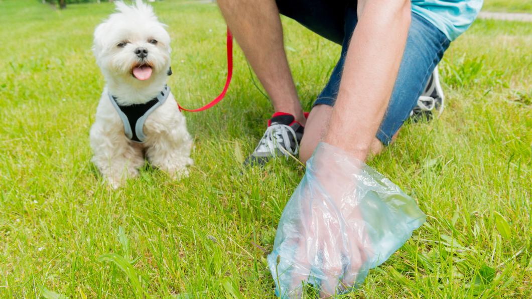 Hond met baasje dat poep opruimt