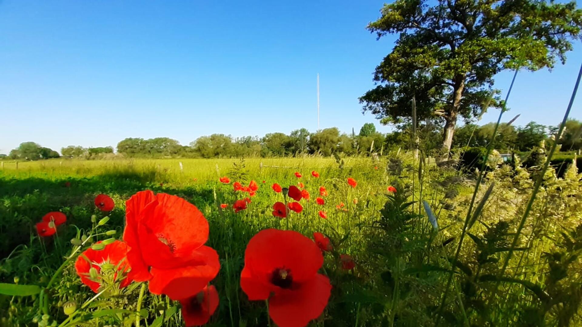 weide met klaprozen in buitengebied IJsselstein